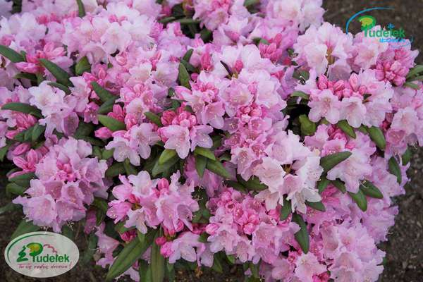 Rhododendron Lanzette